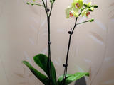 年花