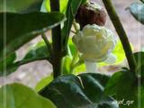 花情報