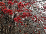 Toronto ---Ice Storm (dec 21-23)