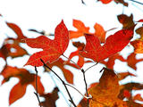 香港元朗 ：南生圍、大棠看紅葉