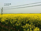 【走走聊聊拍拍】擁抱油菜花?！獘寢屔湛鞓?lè)！