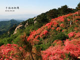 【走走聊聊拍拍】龜峰山的杜鵑