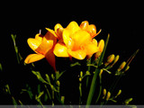 【轉(zhuǎn)載】【Lily手工】--香雪蘭--簡單又好鉤的蕾絲罩衫