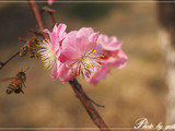 【雨菱影相】花兒一朵朵