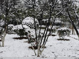 春雪
