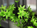 家花和垂絲海棠