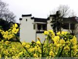 【轉載】[原創(chuàng)] 油菜花巡禮