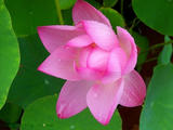 【轉(zhuǎn)載】家庭養(yǎng)殖碗蓮和種植方法