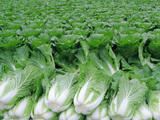 【轉載】白菜的可怕，您絕對想不到！