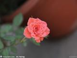 【轉(zhuǎn)載】花開半夏の薔薇