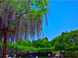 上海嘉定紫藤公園