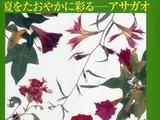 夏日押花作品集錦