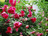 花墻