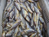 【轉載】包黃花魚餃子的秘笈【原創】