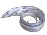 【轉(zhuǎn)載】帶魚要這樣做才好吃