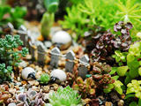 天晴：拍肉肉盆景、發(fā)芽、草莓結果