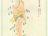 【轉載】敲膽經(jīng)---敲掉垃圾、敲除白發(fā)、敲掉肥胖