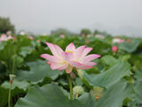 荷花朵朵開