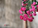 【轉(zhuǎn)載】&amp;lt;原攝&amp;gt;徽州之行（七）宏村之&amp;quot;民間故宮&amp;quot;