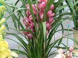 【轉(zhuǎn)載】家庭養(yǎng)花---沒有污染的殺蟲妙招