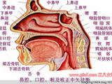 【轉(zhuǎn)載】清代御醫(yī)黃元御，奇方妙治鼻炎病