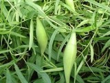 【轉載】羊母奶草的神奇功效