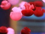 夢幻的水母世界