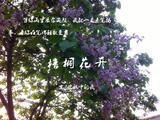 梧桐花開