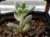 枝繁葉茂——姬秋麗