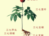 【轉載】《三七粉的功效、作用及用法》