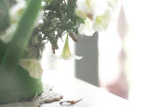 等花開