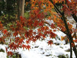 【轉(zhuǎn)載】年年紅斗蓬式披肩