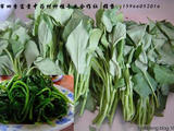 【轉(zhuǎn)載】老中醫(yī)說了紅薯的葉子好處太多了，一定要多吃！ 收藏?。。?></a>                    </div>
        <div   id=