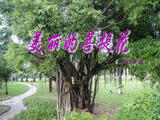 【轉(zhuǎn)載】美麗的菩提花