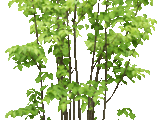 【轉(zhuǎn)載】精美GIF透明素材之風(fēng)景大樹(shù)[春山轉(zhuǎn)換修整]