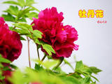 【轉載】牡丹花&amp;amp;月季花