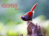 【轉(zhuǎn)載】赤尾噪鹛
