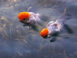 【轉(zhuǎn)載】年年有魚