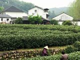 山不在高，有茶成茗－－龍井村一日閑（手機(jī)拍攝）