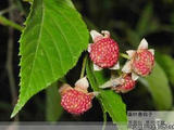 乾隆的太醫(yī)留下來的秘方+ 桑葉減肥