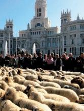 世界手工编织之马德里 从8只羊开始的纺织业