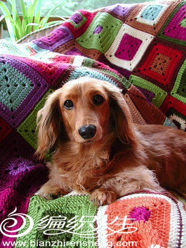 连狗狗都爱的编织毯啊～