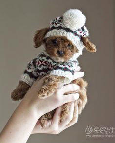 宠物毛衣 10款可爱的宠物毛衣编织图片