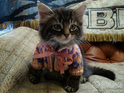 宠物毛衣 10款可爱的宠物毛衣编织图片