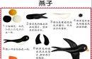 兒童手工diy橡皮泥小燕子