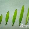 關(guān)于制作絲網(wǎng)菊花的詳細圖解