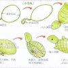 用絲襪手工制作烏龜?shù)慕坛虉D解