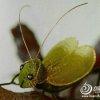 手工制作絲網(wǎng)動(dòng)物蟈蟈的過程