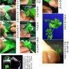 手工制作  美麗的幸運(yùn)草