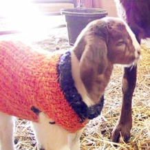 为抵御春寒山羊宝宝也穿毛衣了 